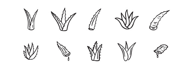 Hand drawn doodle aloe vera outline icon 