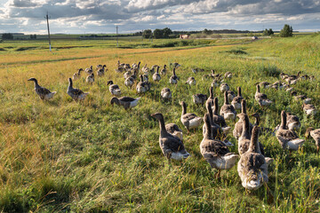 Domestic gray geese on a meadow. Gray Geese in the grass, domestic bird, flock of geese