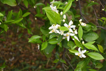 White little flower on orange tree, Blossoming orange tree flowers, closeup of Orange tree branches with white flowers, buds and leaves, Chakwal, Punjab, Pakistan
