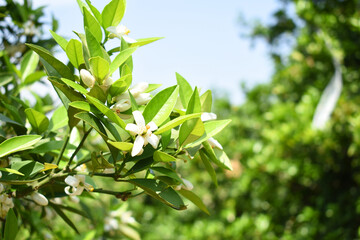 White little flower on orange tree, Blossoming orange tree flowers, closeup of Orange tree branches with white flowers, buds and leaves, Chakwal, Punjab, Pakistan