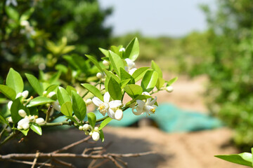 White little flower on orange tree, Blossoming orange tree flowers, closeup of Orange tree branches with white flowers, buds and leaves, Chakwal, Punjab, Pakistan