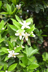 White little flower on orange tree, Blossoming orange tree flowers, closeup of Orange tree branches with white flowers, buds and leaves, Chakwal, Punjab, Pakistan