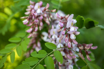 Pink acacia flowers bloom on the tree
