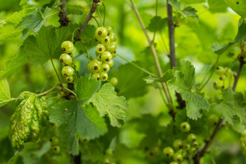 Unripe red currant on a bush in summer, close up image of unripe green berries