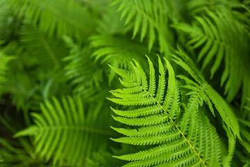 green fern leaves petals background. Vibrant green foliage. Tropical leaf. Exotic forest plant
