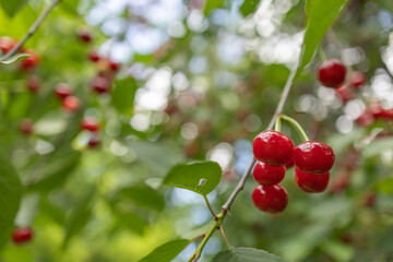 Bunch of fresh ripe and tasty red cherries on tree branch with green leaves for harvest in fruit garden