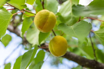 Green apricots ripen in the sun in the garden