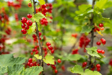 Branch of ripe red currant in a garden