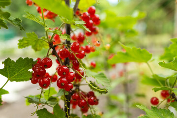 Branch of ripe red currant in a garden