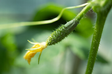 Cucumber seedlings grown in a greenhouse blooming with young cucumbers.