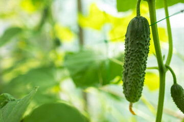 Growing and blooming young cucumbers on a branch in a greenhouse.