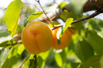 Fresh, organic, ripe apricots on the branch
