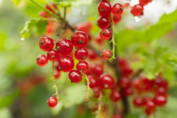 Branch of ripe red currant in a garden