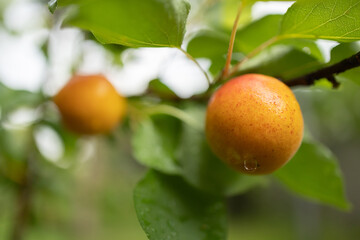 Apricots growing on an apricot tree. Ripe apricot ready for harvest.
