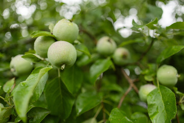 Apple tree with green apples close-up in sunlight after rain drops in the wind. Green apples grow on a branch.