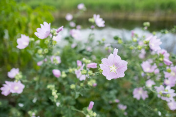 Malva thuringiaca Lavatera thuringiaca blooms in the wild in summer