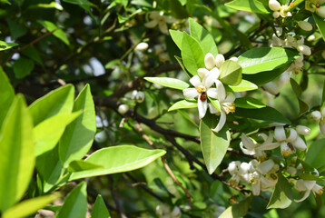 White little flower on orange tree, Blossoming orange tree flowers, closeup of Orange tree branches with white flowers, buds and leaves, Chakwal, Punjab, Pakistan
