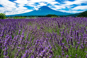 夏　河口湖ラベンダーと富士山の雄姿