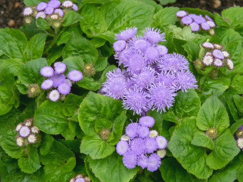 Ageratum houstonianum or flossflower flowers corymb close-up