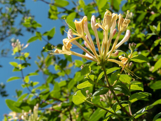 Honeysuckle or lonicera periclymenum yellow flowers and pink buds