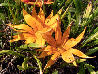 Gazania plant with bright yellow flowers