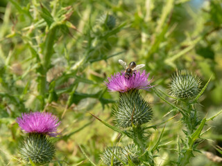 Honey bee collects pollen and nectar from cirsium vulgare, spear thistle, bull thistle or common thistle pink inflorescences.