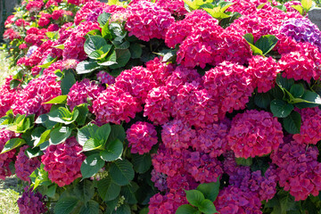 Hydrangea shrubs with red flowers garden hedge.