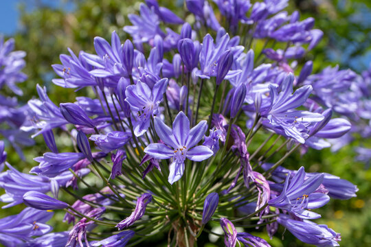 Agapanthus praecox, lily of the Nile or African lily purple flower head close-up