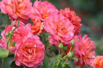 Beautiful pink rose on a green background. Close up.