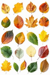 Fototapeta premium Pile of autumn colored leaves isolated on white background.A heap of different maple dry leaf,colorful autumn maple leaf in the fall season,autumn leaves are falling flying,Selective focus.