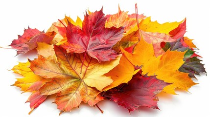 Pile of autumn colored leaves isolated on white background.A heap of different maple dry leaf,colorful autumn maple leaf in the fall season,autumn leaves are falling flying,Selective focus.
