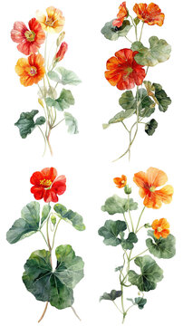Watercolor Nasturtium Tropaeolum majus flower on transparent background