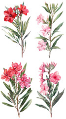 Watercolor Oleander Nerium Flower On Transparent Background