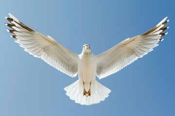 Fototapeta premium viewed from below the underside of a seagull with spread wings flying in a clear blue sky