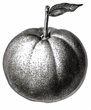 recommend clip art: Black and white Vintage engraved art of a Fuzzy Navel isolated on white background, ink sketch illustration, simple vector art design, highly detailed line art, high contrasty. 