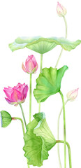 Watercolor lotus illustration, hand-drawn floral arrangement, botanical elements, Asian style