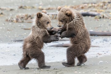 Obraz premium A couple of Grizzly Bear cub siblings wrestle on the beach of Alaskans Cooke Inlet