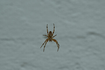 spinne kreuzspinne kreuz