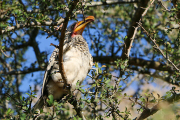 Obraz premium South African Yellow Billed Hornbill