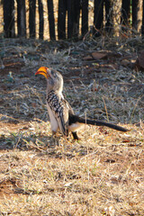 South African Yellow Billed Hornbill