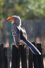 South African Yellow Billed Hornbill