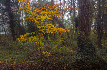 Longpoint Wood in Autumn