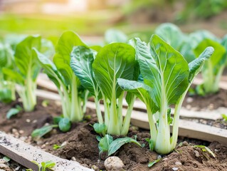 Obraz premium Growing Bok Choy in a Raised Garden Bed: A Guide to Cultivating Brassica Rapa in Your Outdoor Garden