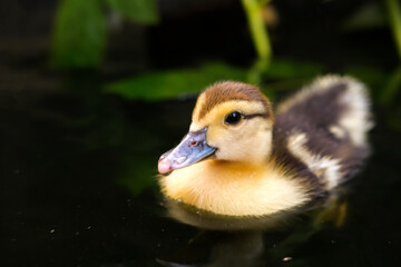 Young cute duckling swims in water on warm summer sunny day, reflecting on water. Water is green and cloudy. Little ducklings enjoy their time in water.