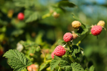 Close-up of ripe raspberries ready to be picked. Growing organic berries in an orchard.