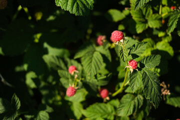 Close-up of ripe raspberries ready to be picked. Growing organic berries in an orchard.