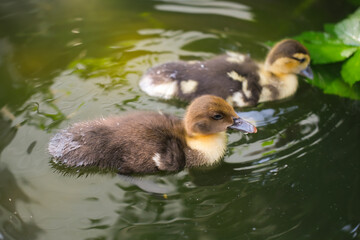 Young cute duckling swims in water on warm summer sunny day, reflecting on water. Water is green and cloudy. Little ducklings enjoy their time in water.