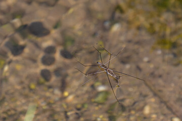 ペアのアメンボ