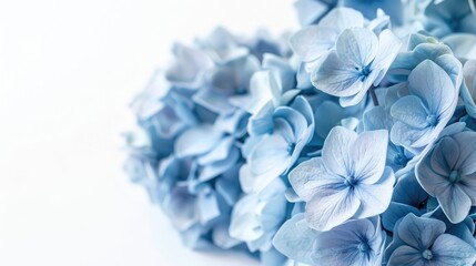 Blue hydrangea close-up on white background
