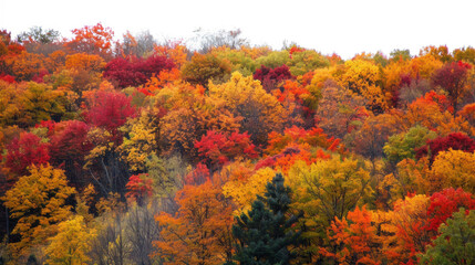 A dense forest showcasing the brilliant reds, oranges, and yellows of autumn foliage under a clear sky.